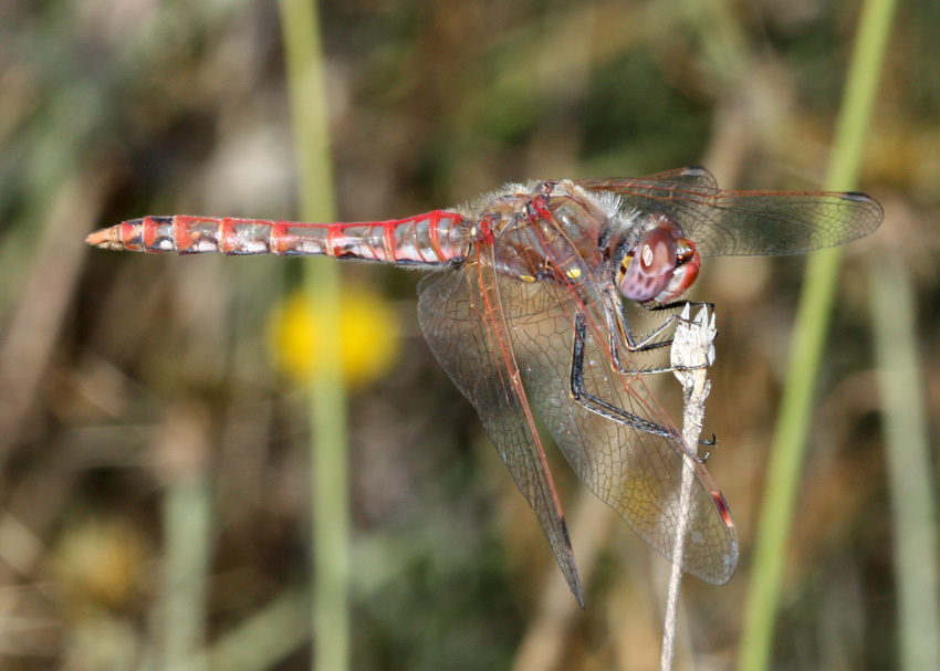 Variegated Meadowhawk