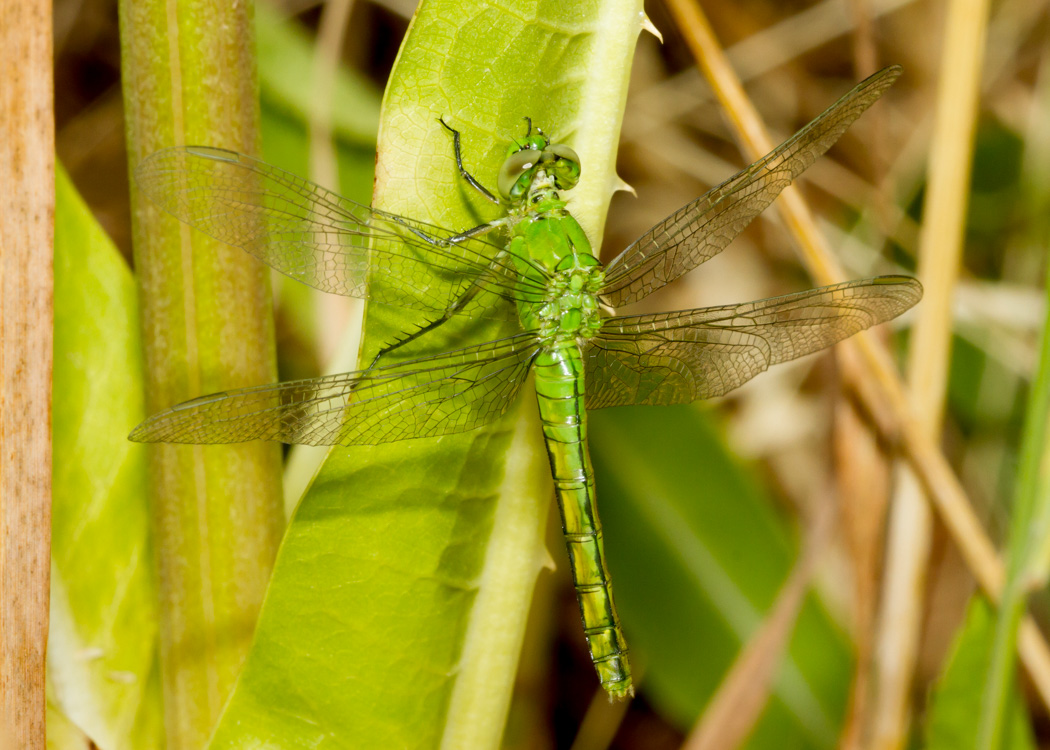 Western Pondhawk