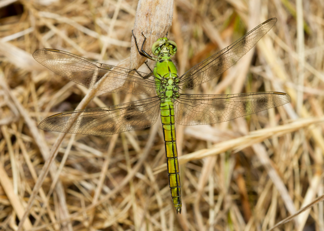 Western Pondhawk