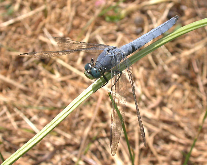 Western Pondhawk