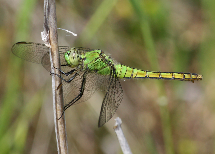 Western Pondhawk