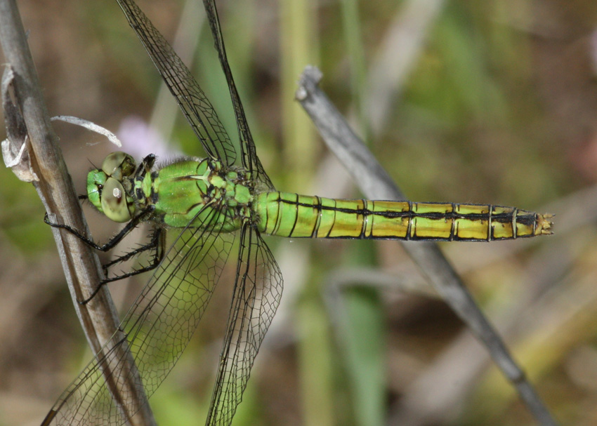 Western Pondhawk