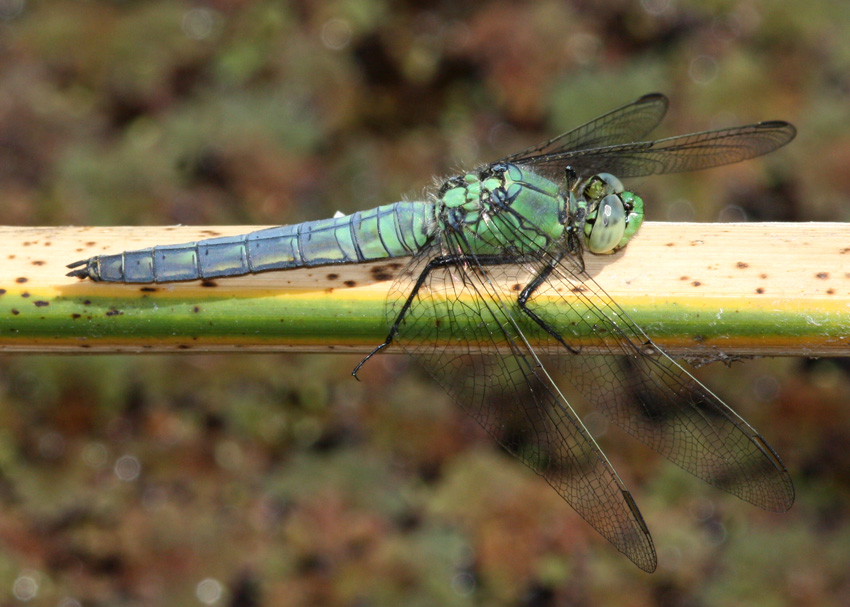 Western Pondhawk