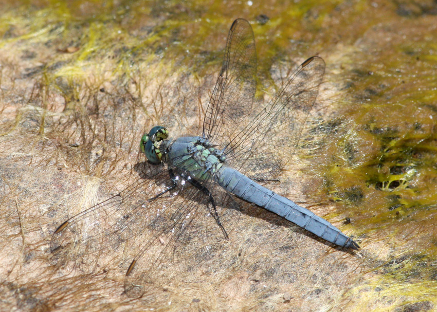 Western Pondhawk