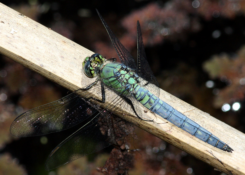 Western Pondhawk