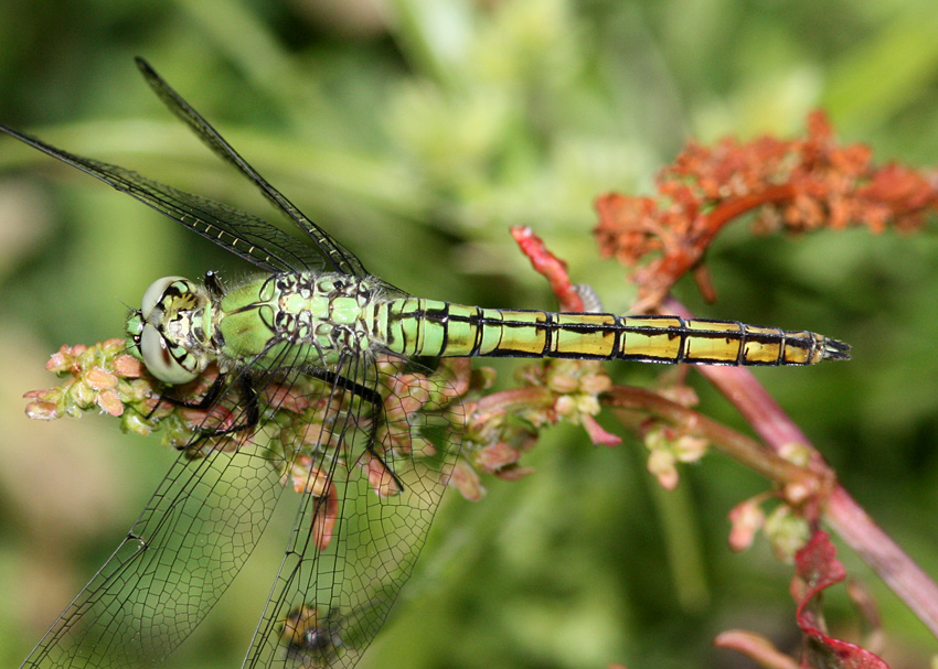 Western Pondhawk