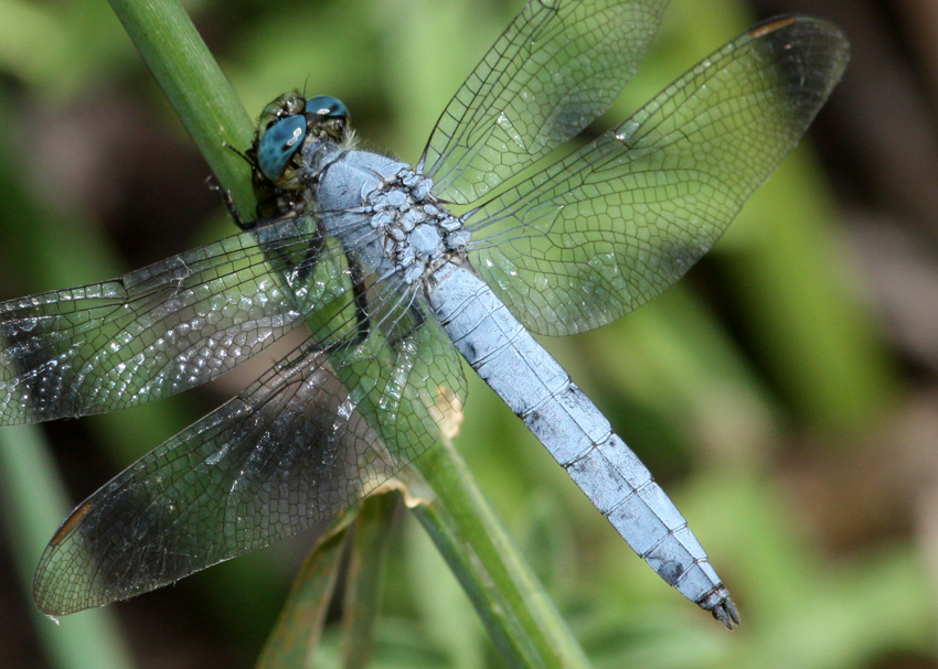 Western Pondhawk