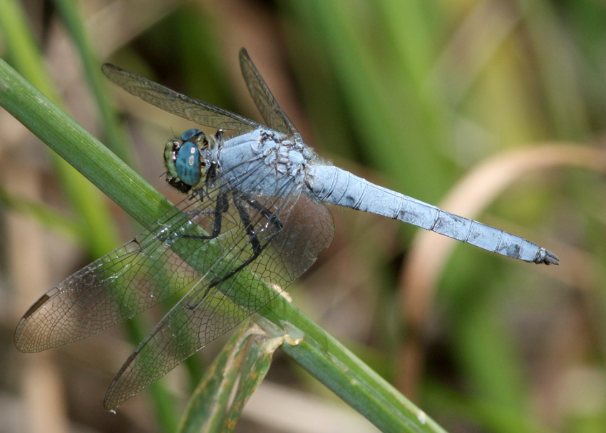 Western Pondhawk