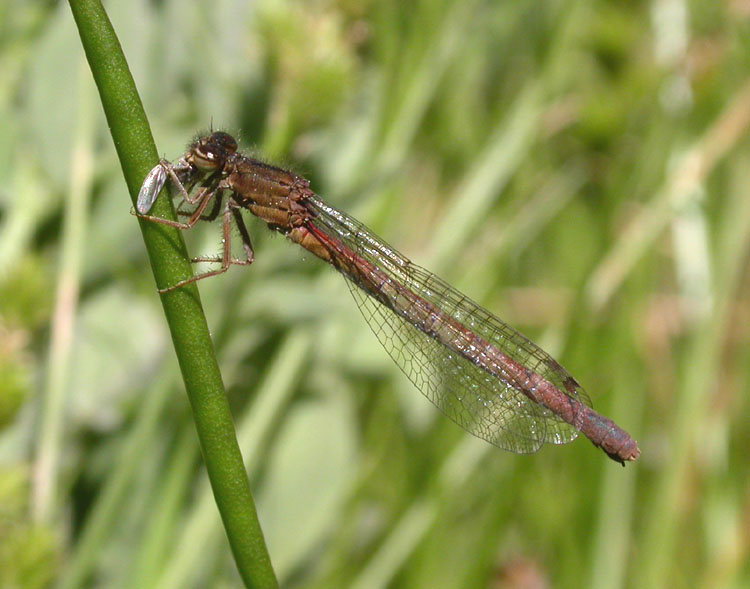 Western Red Damsel