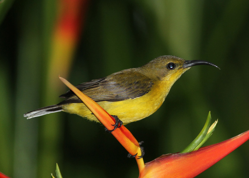 Olive-backed Sunbird