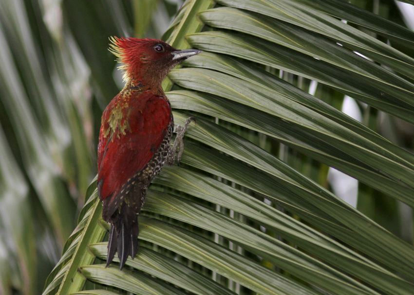 Banded Woodpecker