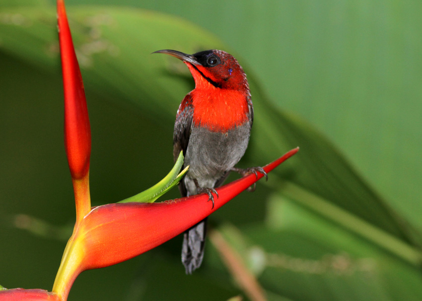 Eastern Crimson Sunbird