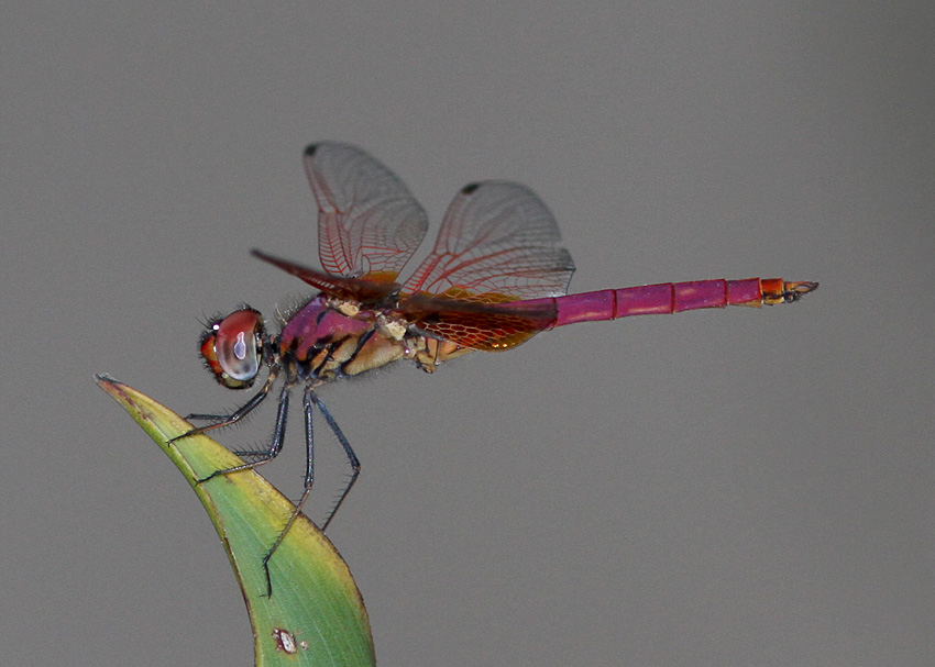 Trithemis aurora