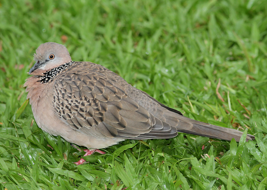 Spotted Dove