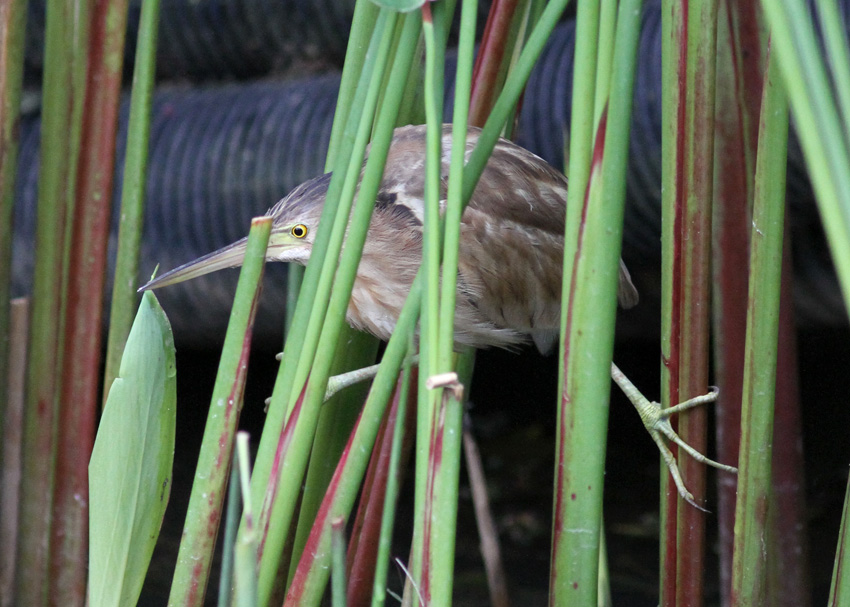 Yellow Bittern