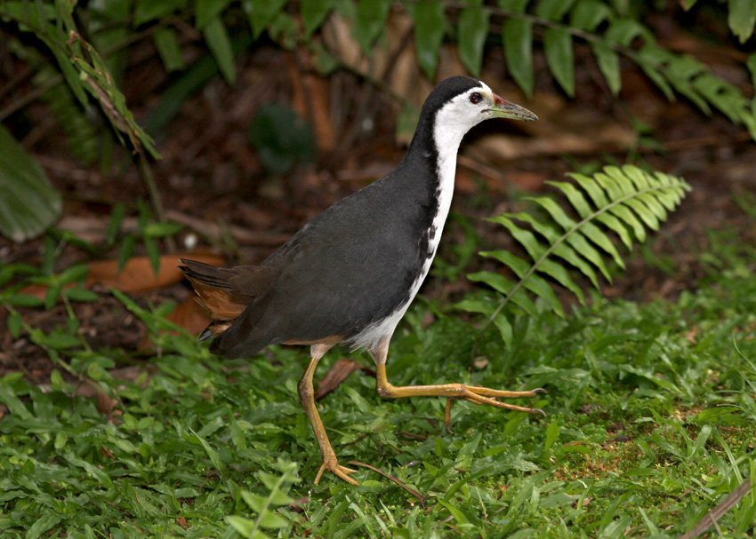 White-breasted Waterhen