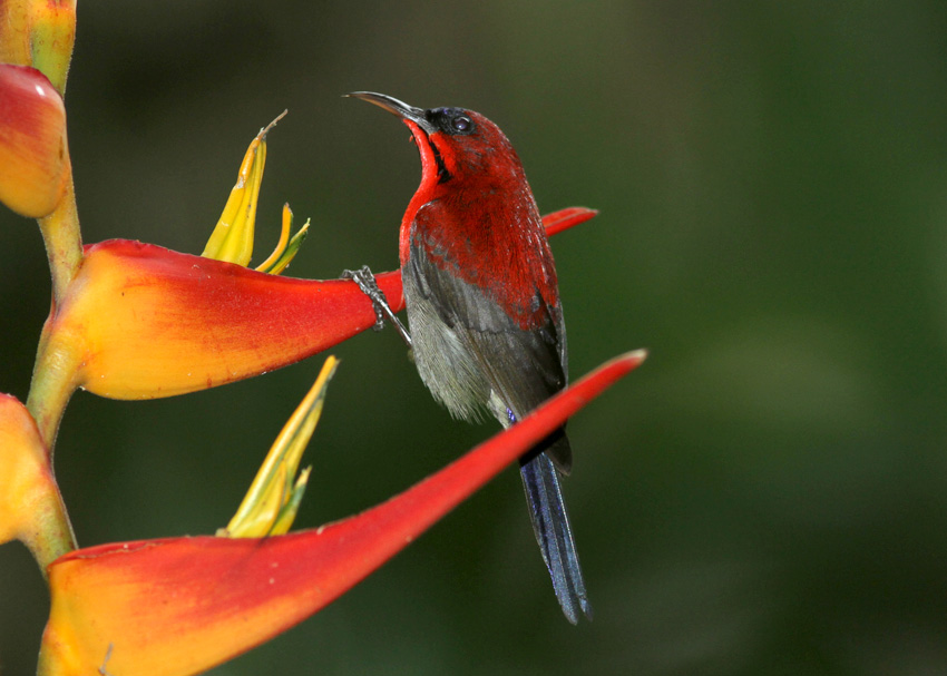 Eastern Crimson Sunbird