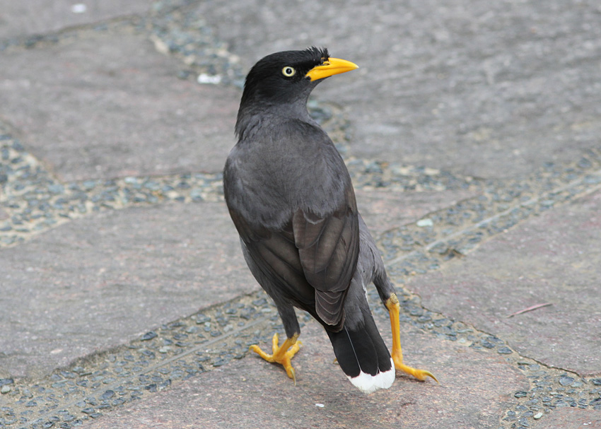 Javan Myna