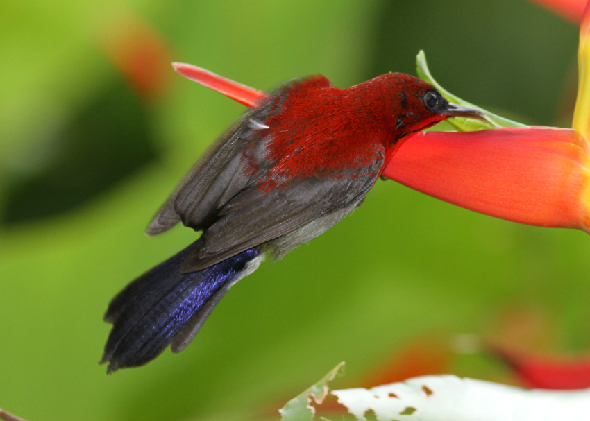 Eastern Crimson Sunbird