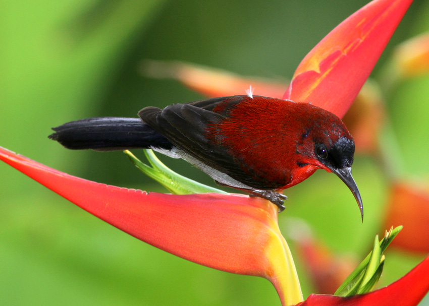 Eastern Crimson Sunbird