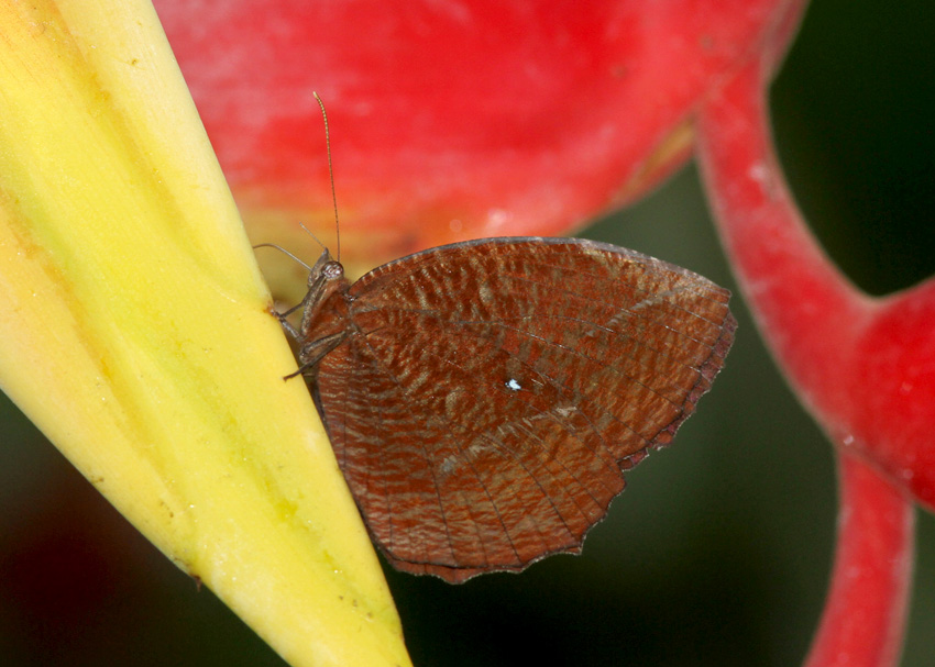 Common Palmfly