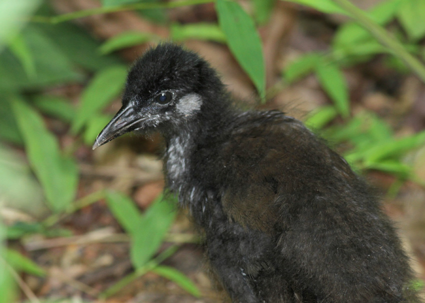 White-breasted Waterhen