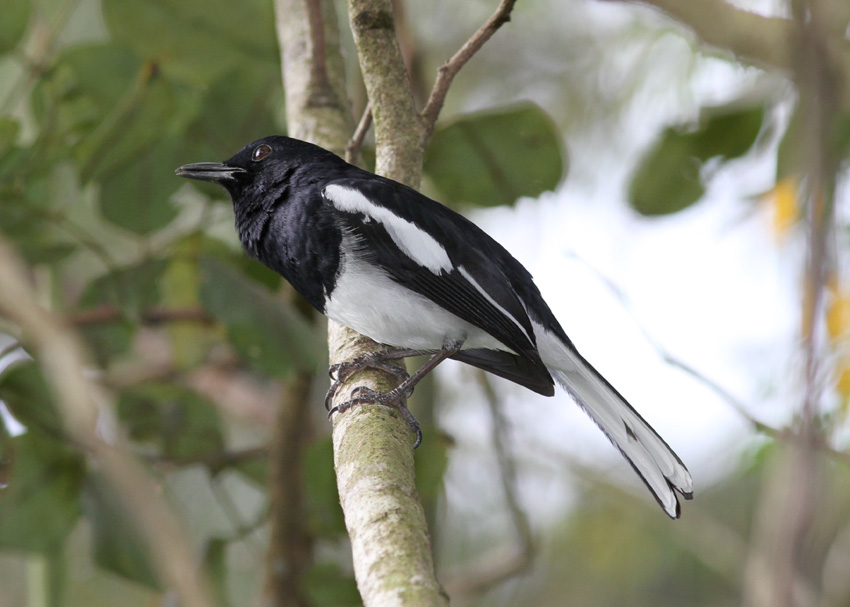 Oriental Magpie-Robin