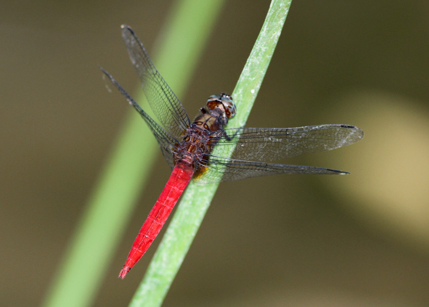 Orthetrum chrysis