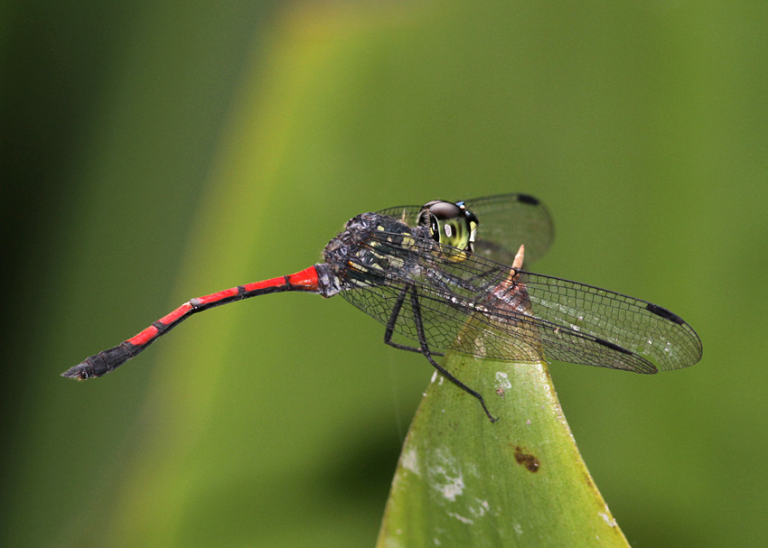 Agrionoptera insignis