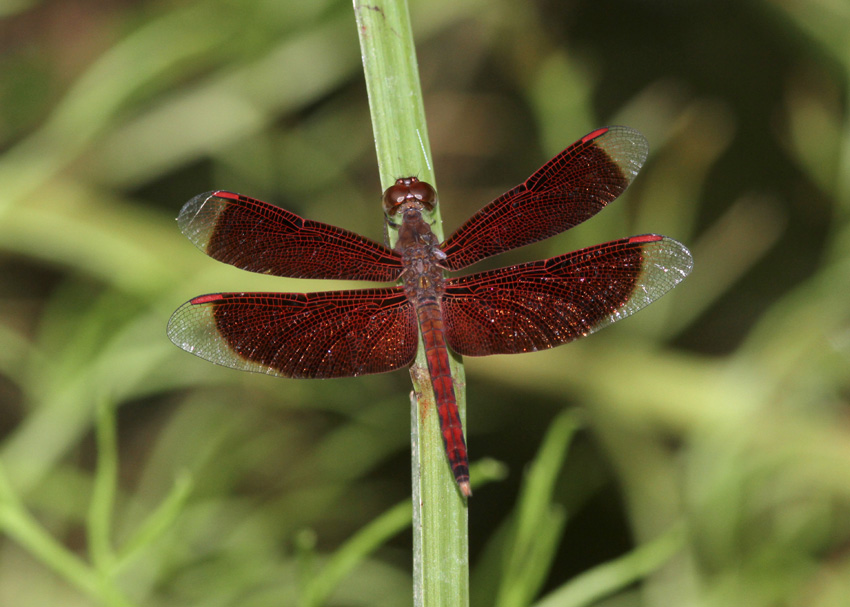 Neurothemis fluctuans