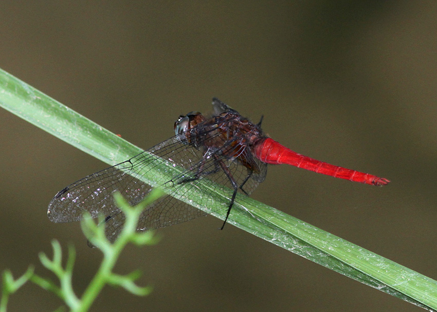 Orthetrum chrysis