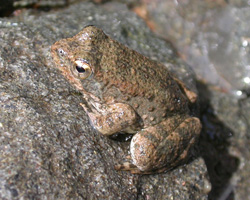 Foothill Yellow-legged Frog