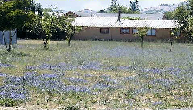 Bugloss in a Sonoma field