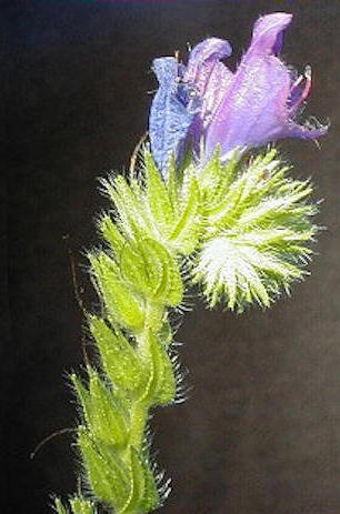 Bugloss flower closeup