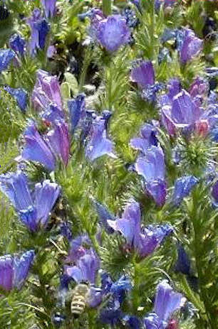 Bugloss plant closeup