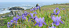 iris on Pacific coast
