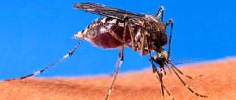 Mosquito District web site