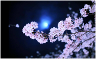 Misty moon and cherry blossoms