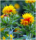 safflower blossoms