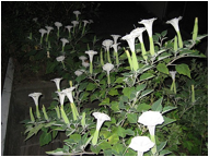 yugao or moonflower blossoms