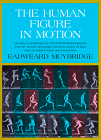 The Figure in Motion