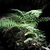 201707b.08Ferns