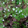 2020-04b.06  Woodland Nemophila  Bothe Napa Valley state Park, 16 April 2020