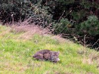 DSCN8651  Bobcat by Candi Dahlstet