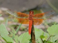 DSCN9464