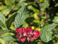 DSCN9550a