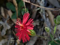 DSCN9371.5g