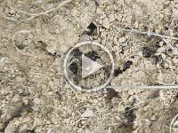 20260506 ants