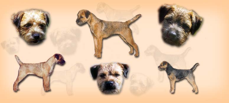 Wicklin Border Terriers is a small kennel located in Northern California, dedicated to breeding happy, healthy Borders for companions, show and performance.