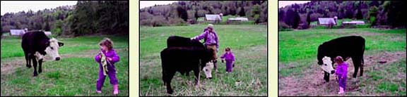 Alanna meets the Cows